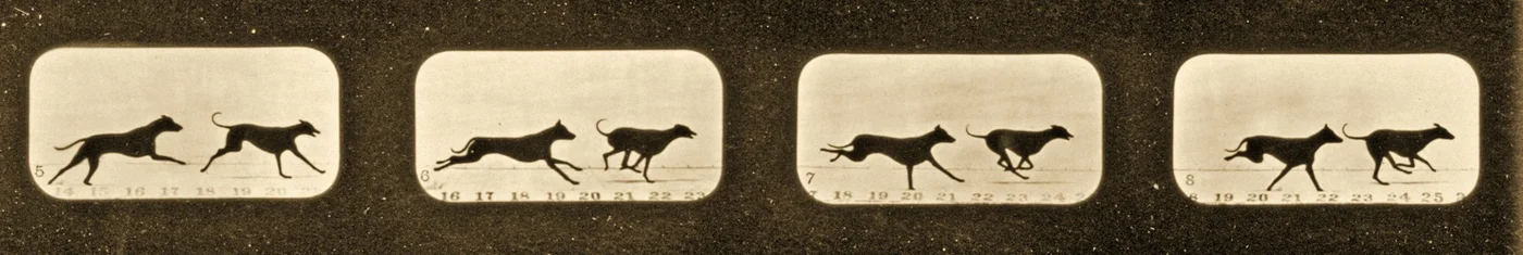 Bildsequenz von laufenden Windhunden, 
